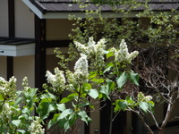 2014E05E14@DSC05019.JPG